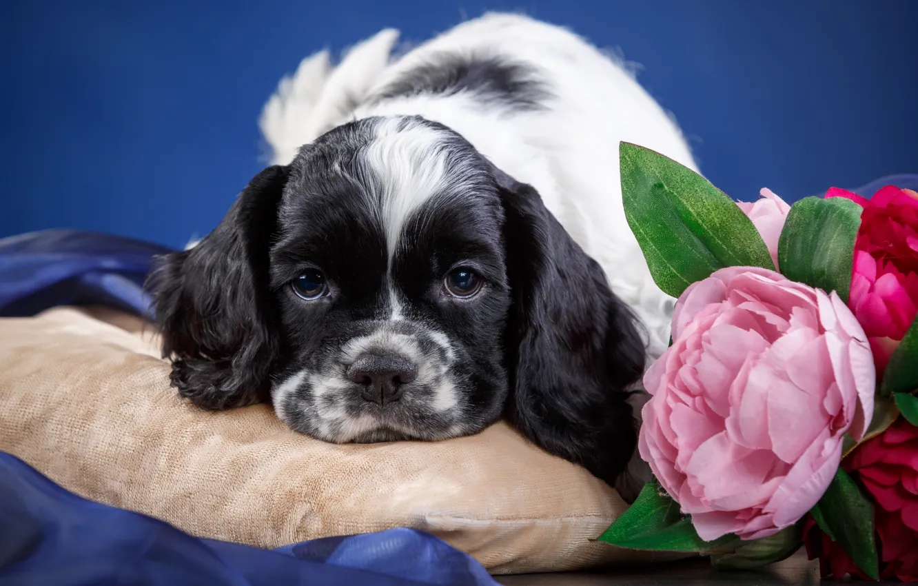 Фото обои цветы, мордочка, щенок, спаниель, пятнистый