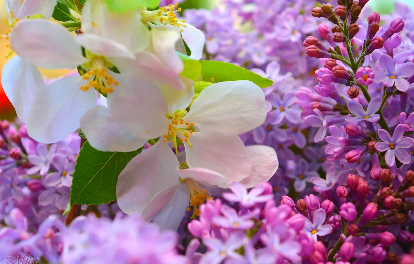 Фото обои Цветочки, Цветение, Flowering