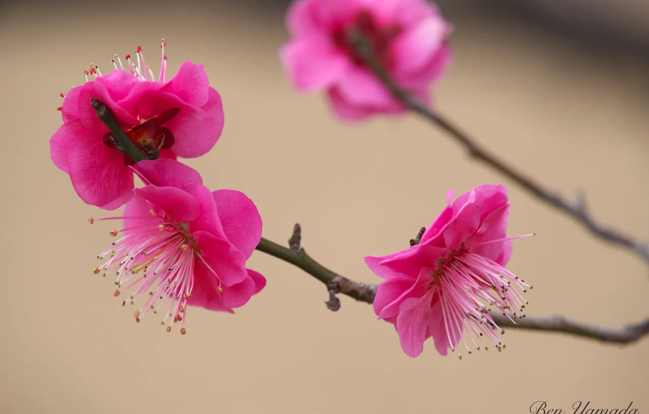 Фото обои весна, абрикос, цветение, Ben Yamada