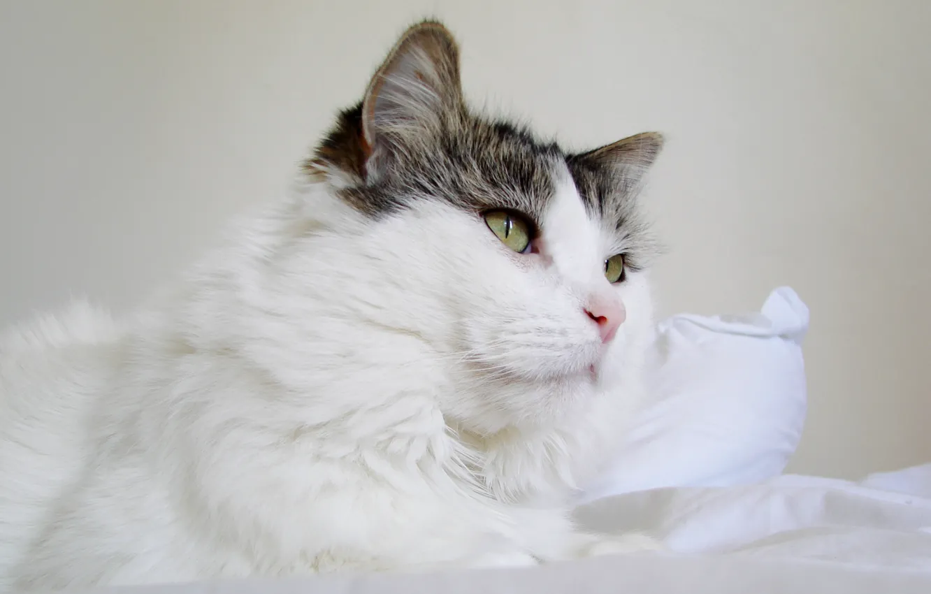 Фото обои кошка, кот, cat