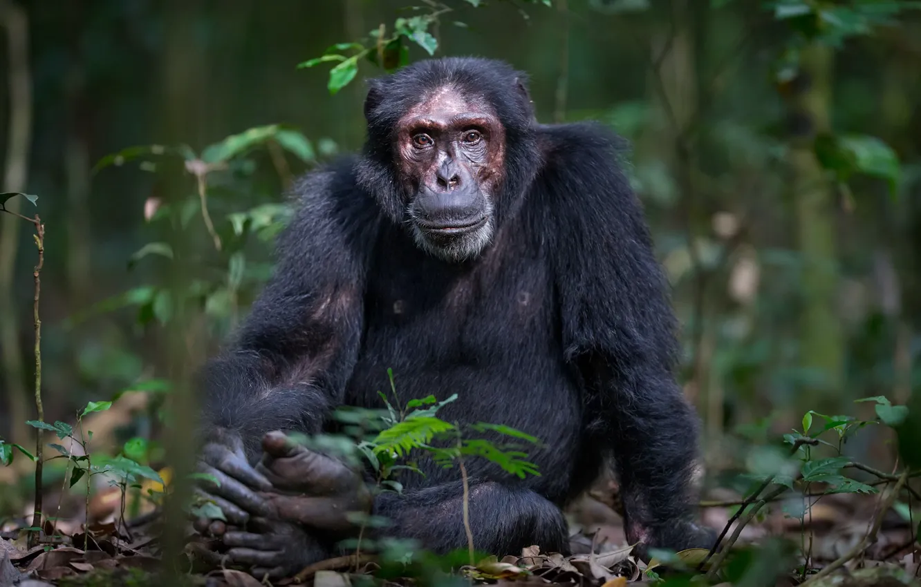 Фото обои природа, обезьяна, Chimpanzee