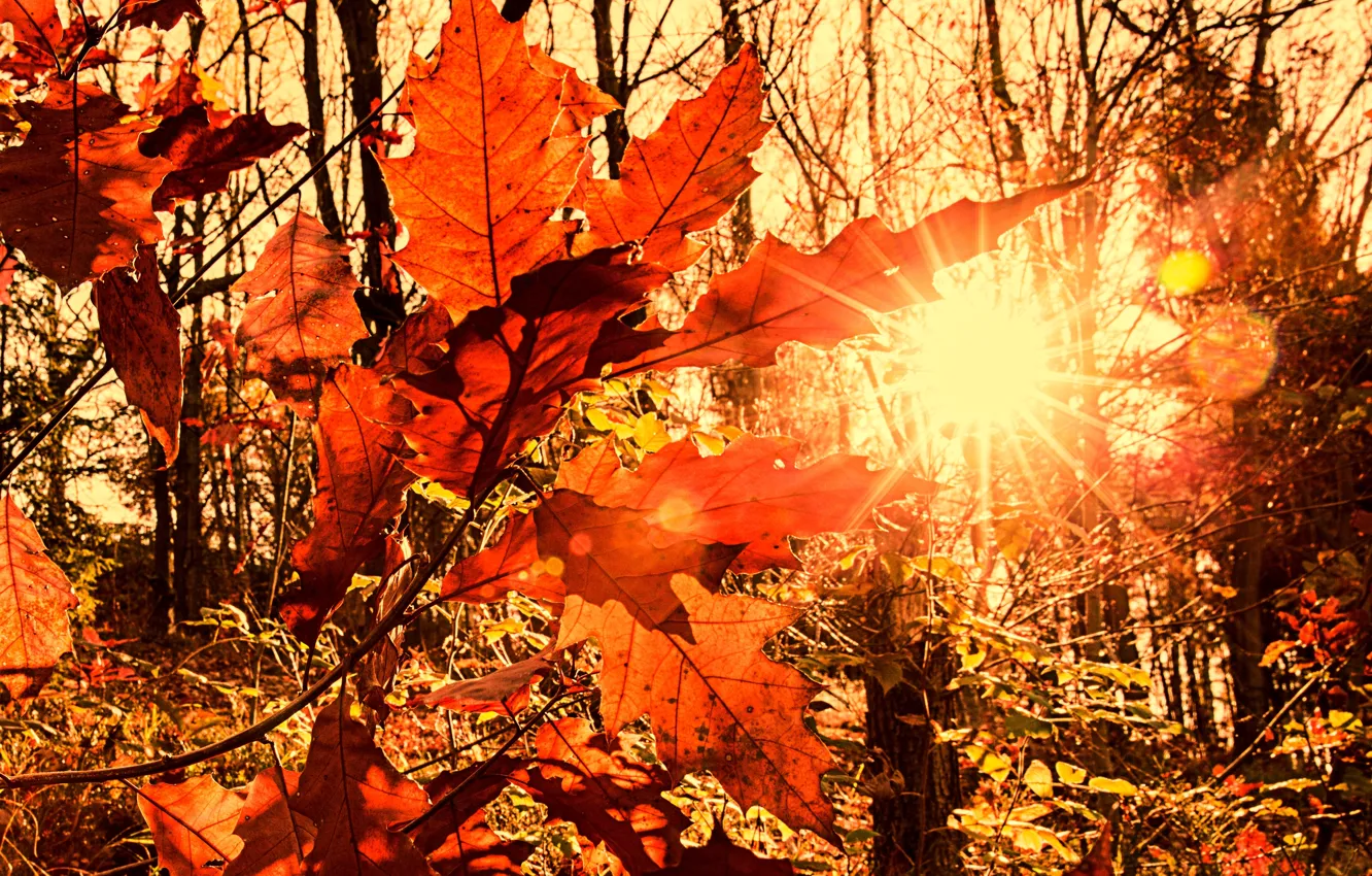 Фото обои осень, солнце, лучи, свет, листва, размытость
