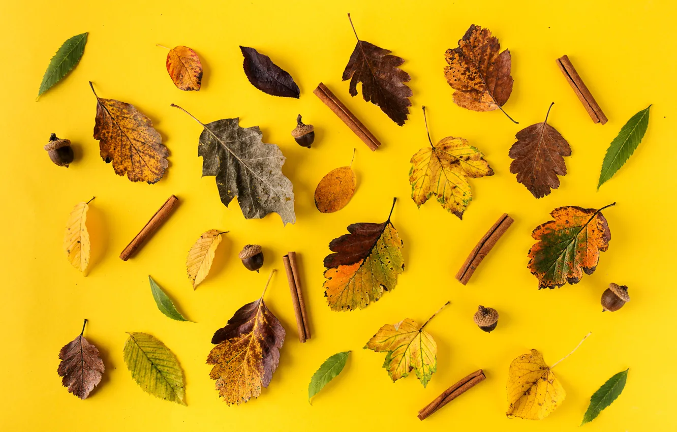 Фото обои осень, листья, фон, colorful, корица, yellow, background, autumn