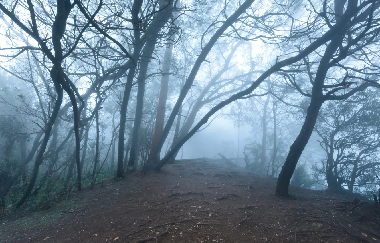 Фото обои лес, деревья, природа, туман, Индия, India, Тамилнад, Dmitry Rukhlenko