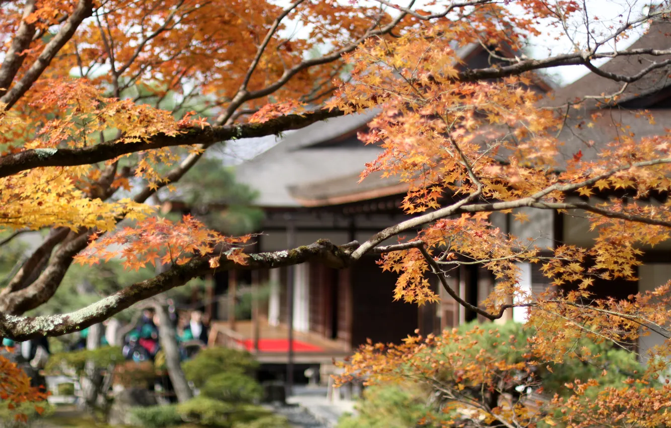 Фото обои осень, дом, Япония, клен