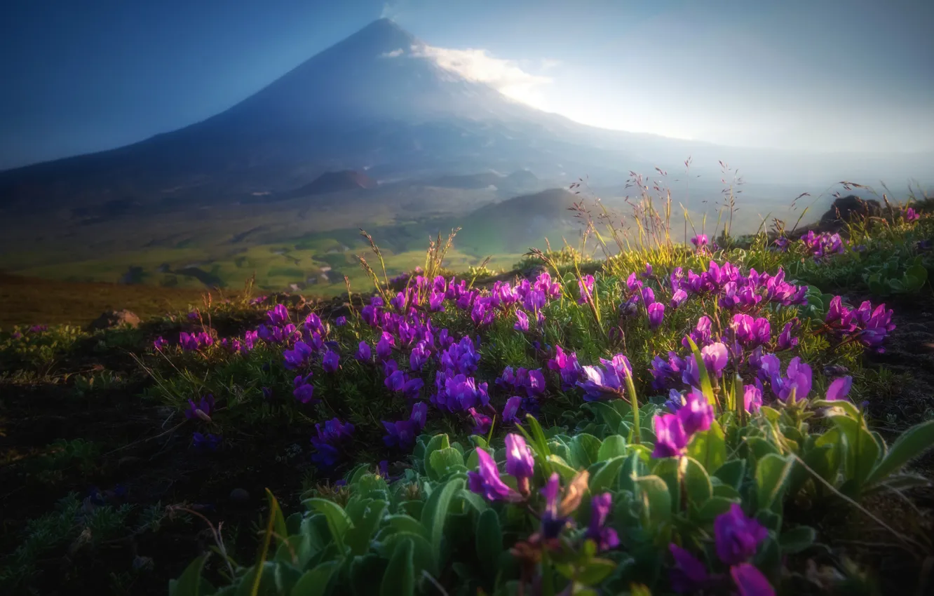 Фото обои пейзаж, цветы, природа, туман, вечер, вулкан, Камчатка, Ключевская сопка