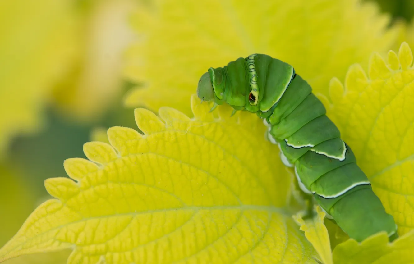 Фото обои природа, лист, Caterpillar