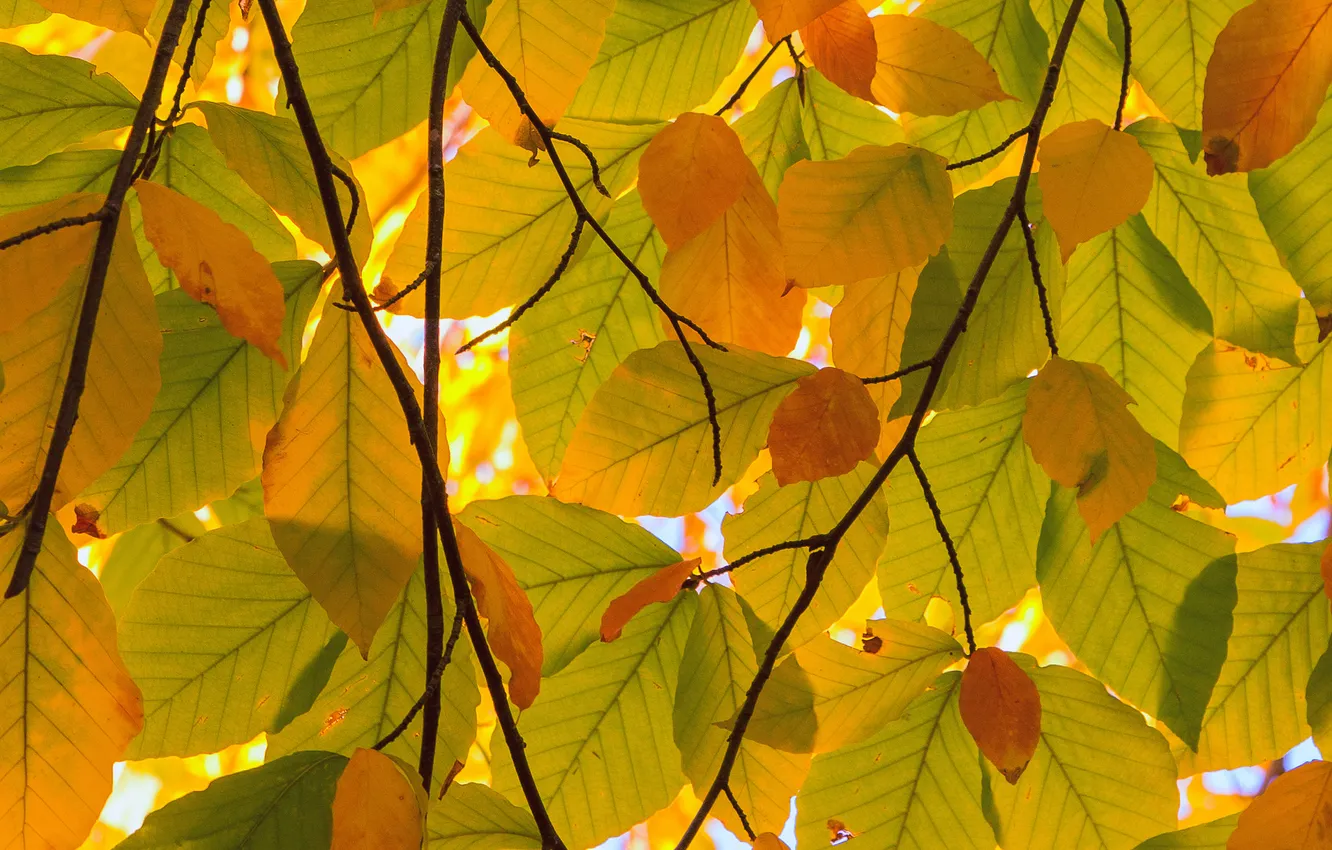 Фото обои осень, листья, ветки, природа