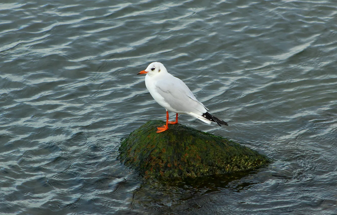 Фото обои sea, bird, seagull