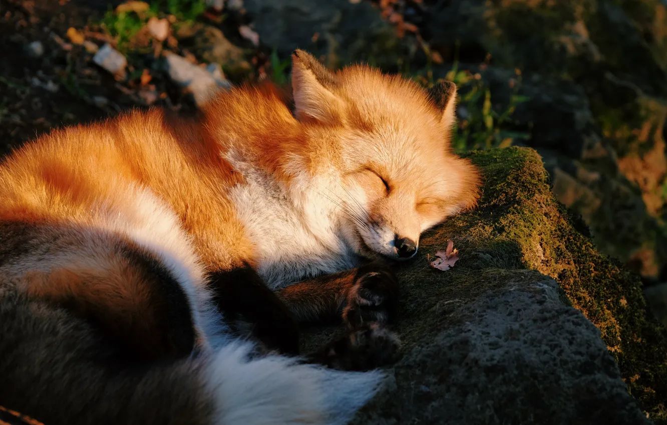 Фото обои лес, dream, камень, мох, сон, лиса, спит, Fox