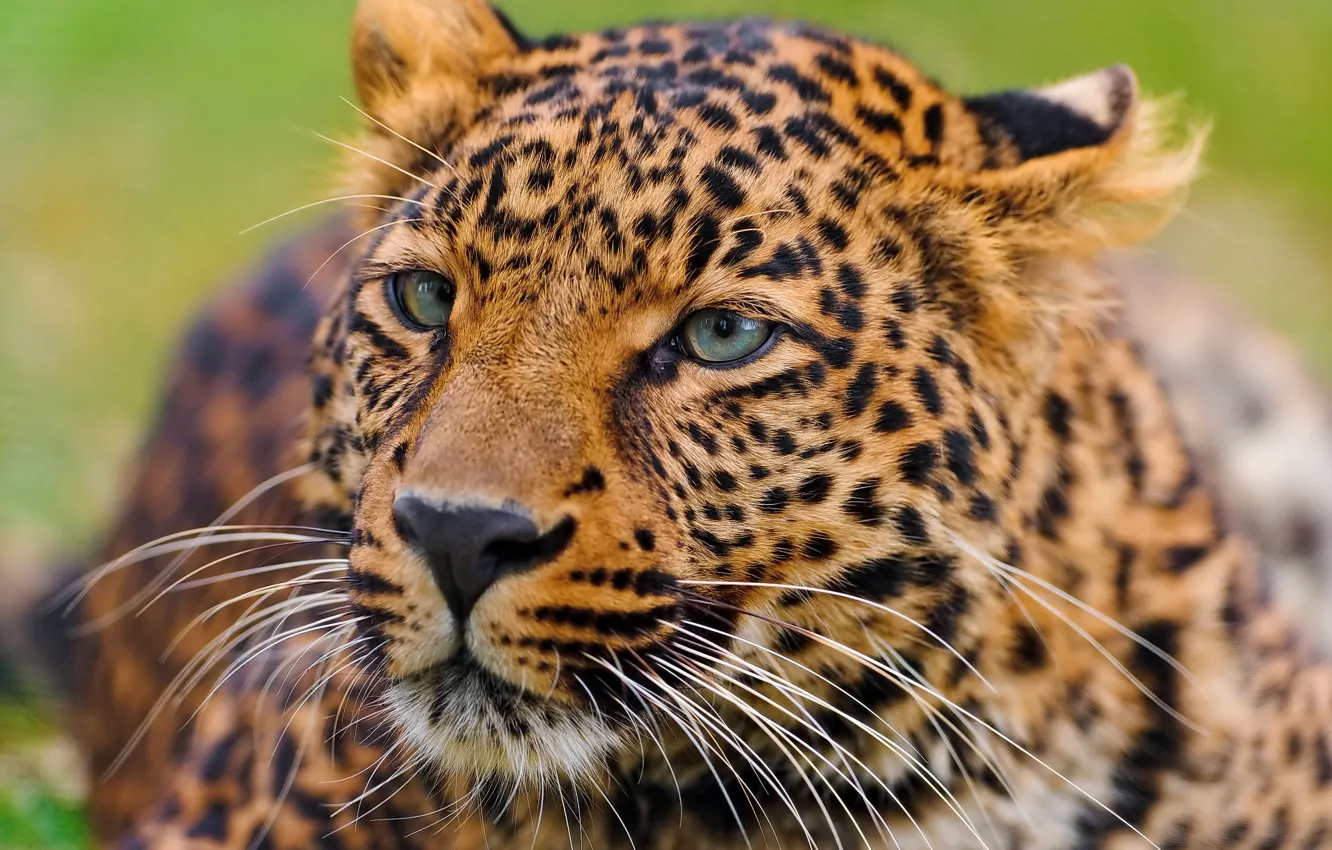 Фото обои усы, морда, леопард, лежит, leopard, любопытство, panthera pardus