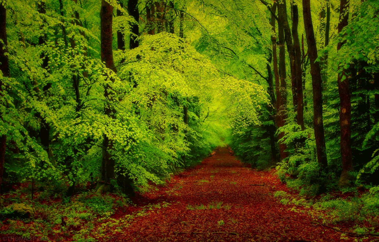 Фото обои дорога, лес, деревья, природа, листва