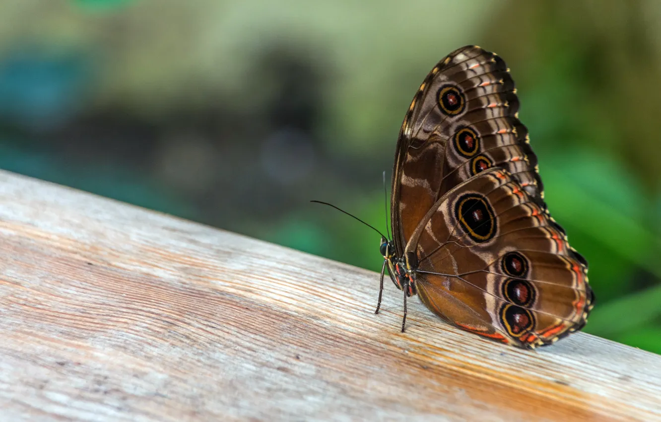 Фото обои макро, бабочка, доски, боке