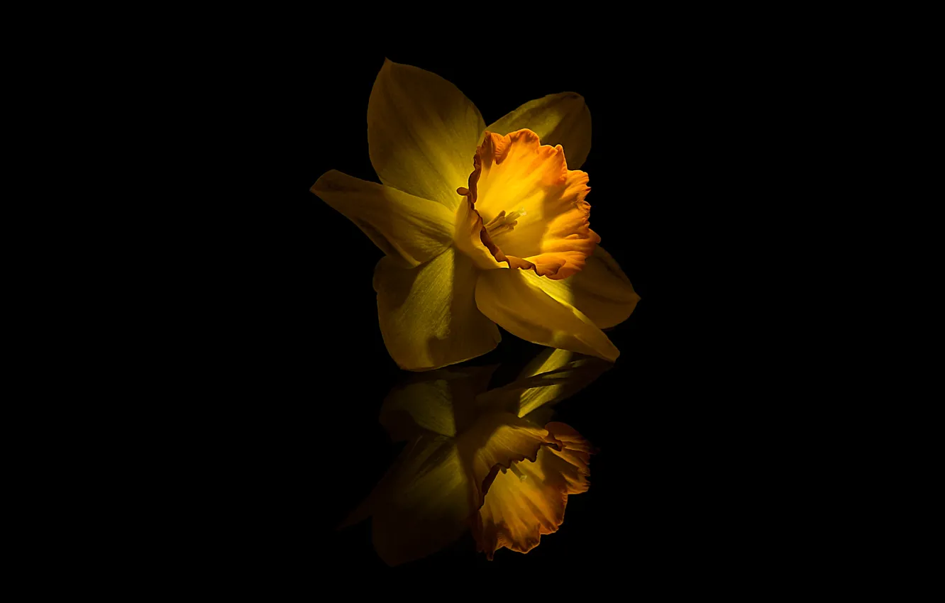 Фото обои Flower, Yellow, Narcissus