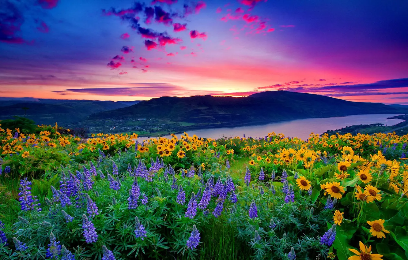 Фото обои nature, flowers, mountain