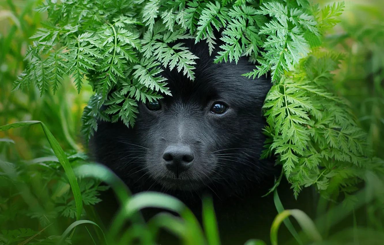 Фото обои трава, морда, листья, природа, животное, собака, пёс, Шипперке