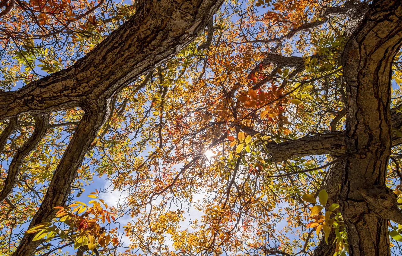 Фото обои осень, небо, деревья, ветки, природа, листва, вид, ракурс