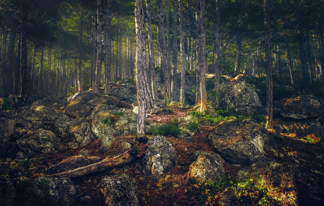Фото обои лес, деревья, камни, обработка, Россия, Крым, Алупка, Alupka