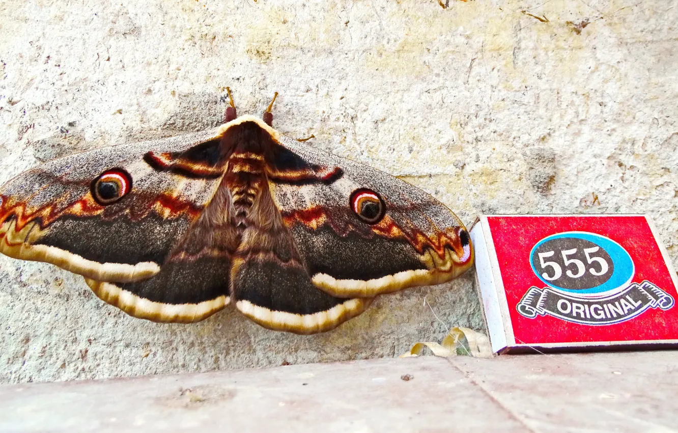 Фото обои бабочка, крым, павлиний глаз, Павлиноглазка, Сатурния грушевая, ночная бабочка, Saturnia pyri