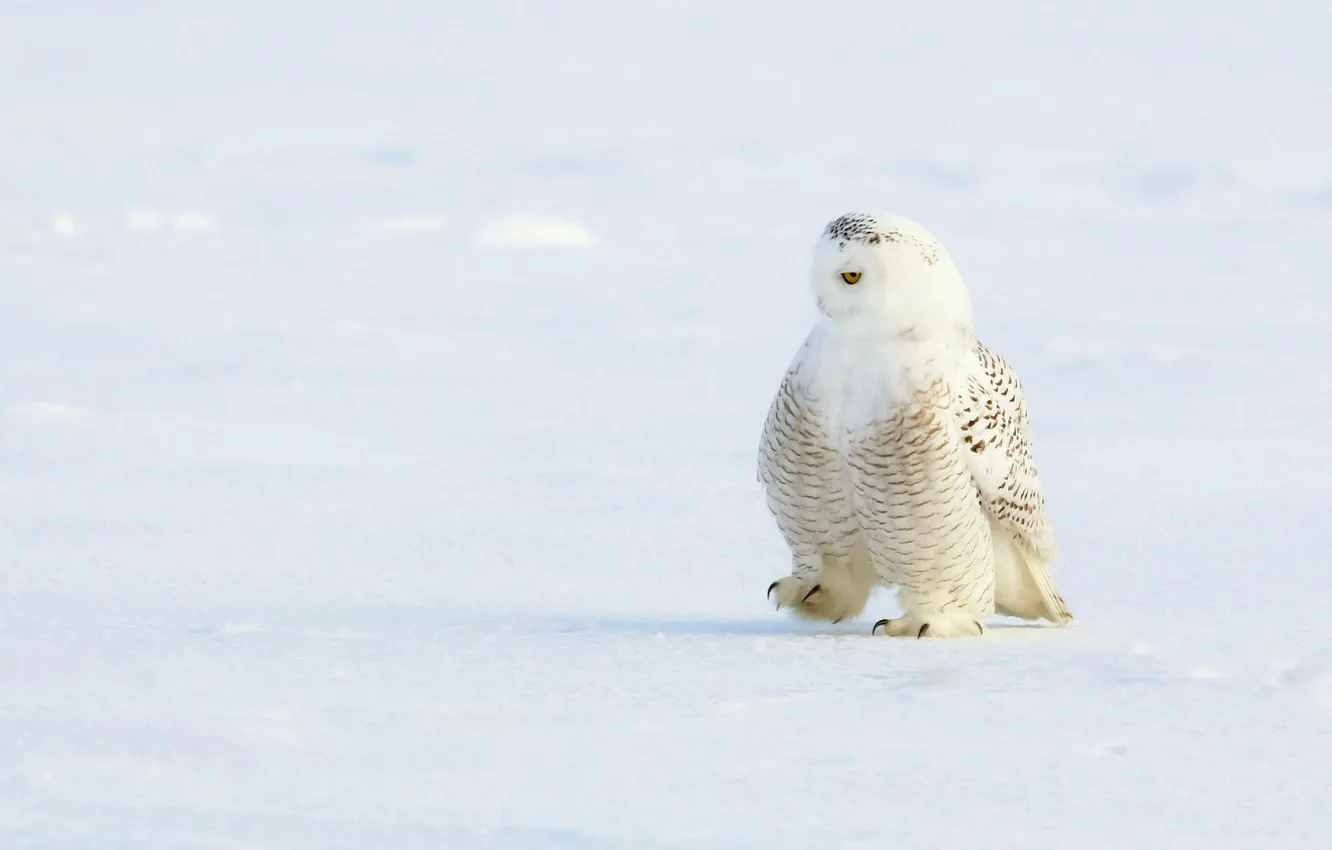 Фото обои зима, снег, сова, птица, полярная
