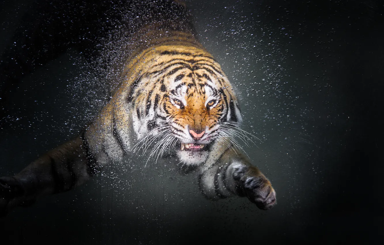Фото обои tiger, drop, water, animal
