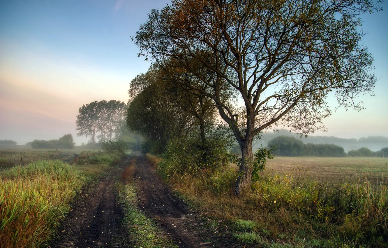 Фото обои дорога, осень, туман, утро