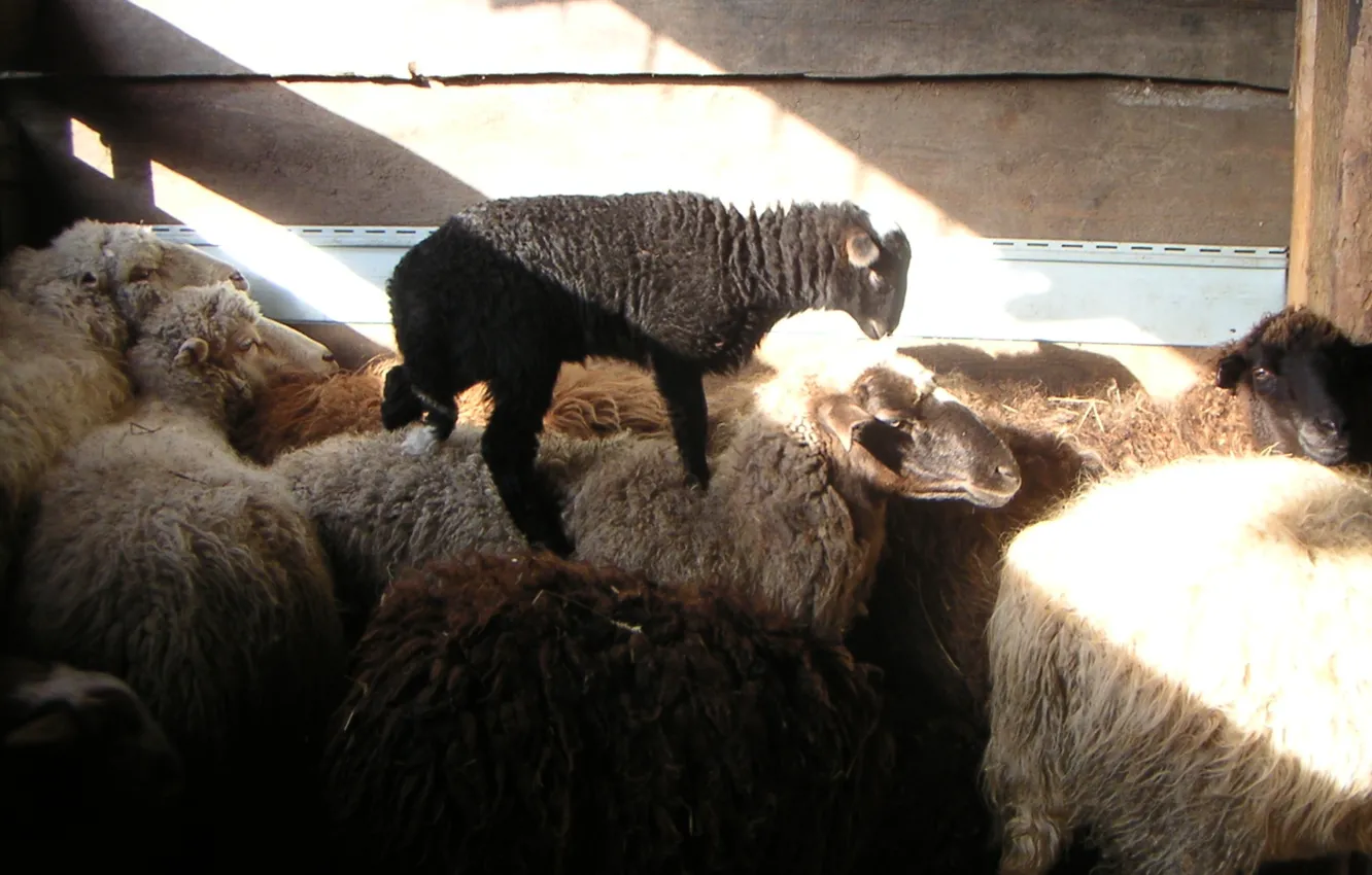 Фото обои овцы, деревня, ягнёнок, бараны