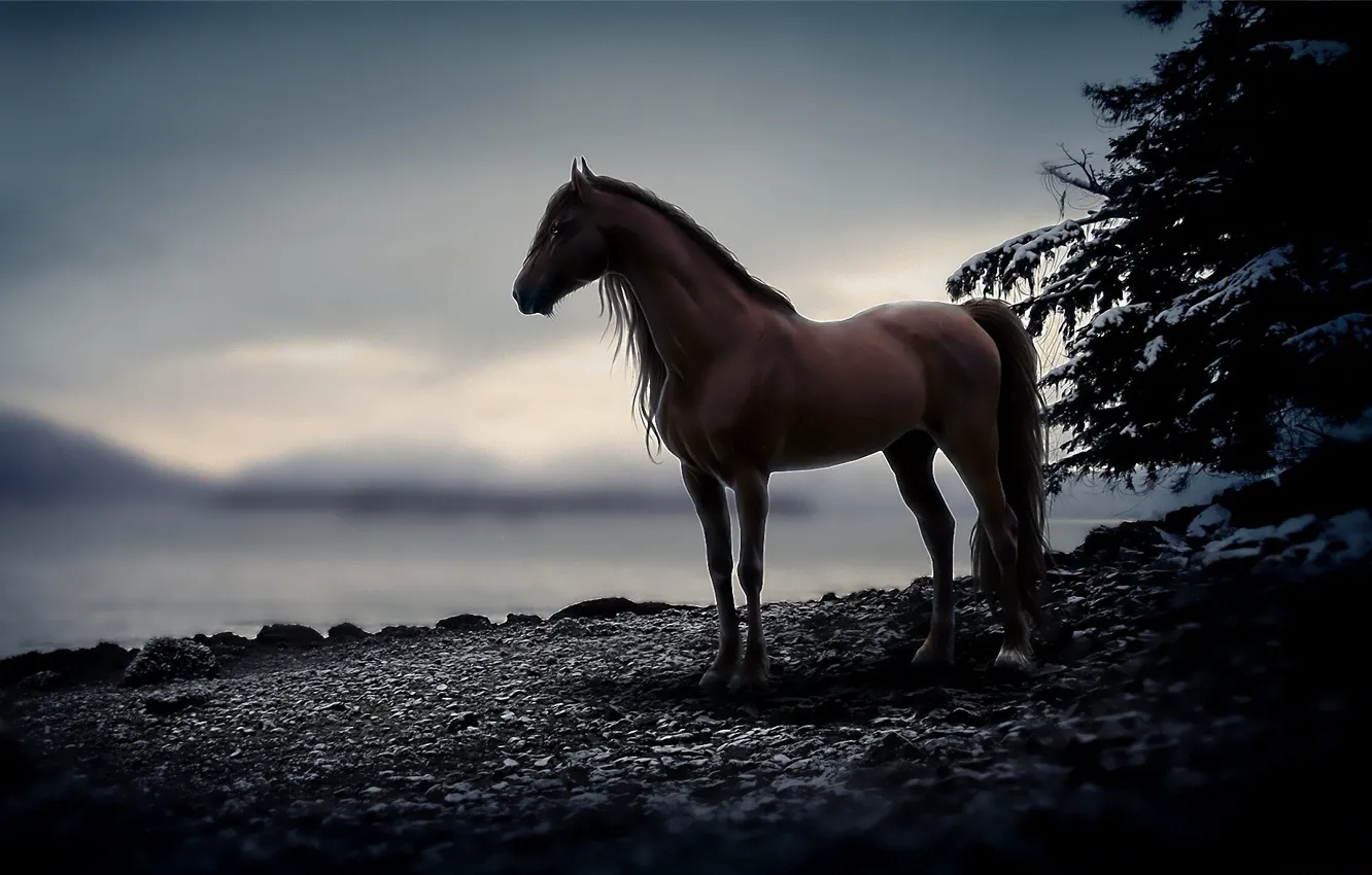 Фото обои камни, животное, конь, лошадь, вечер