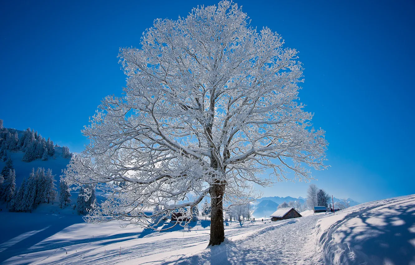 Фото обои зима, дорога, снег, природа, дерево, мороз
