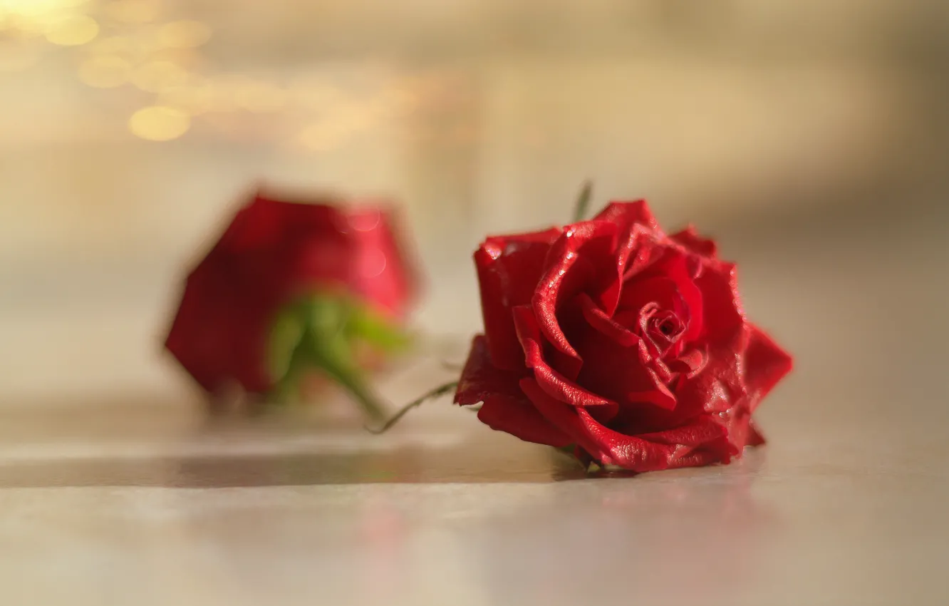 Фото обои макро, роза, бутон, красная роза, боке