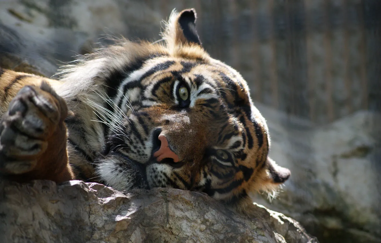Фото обои тигр, мордочка, лежит, полосатый, семейство кошачих