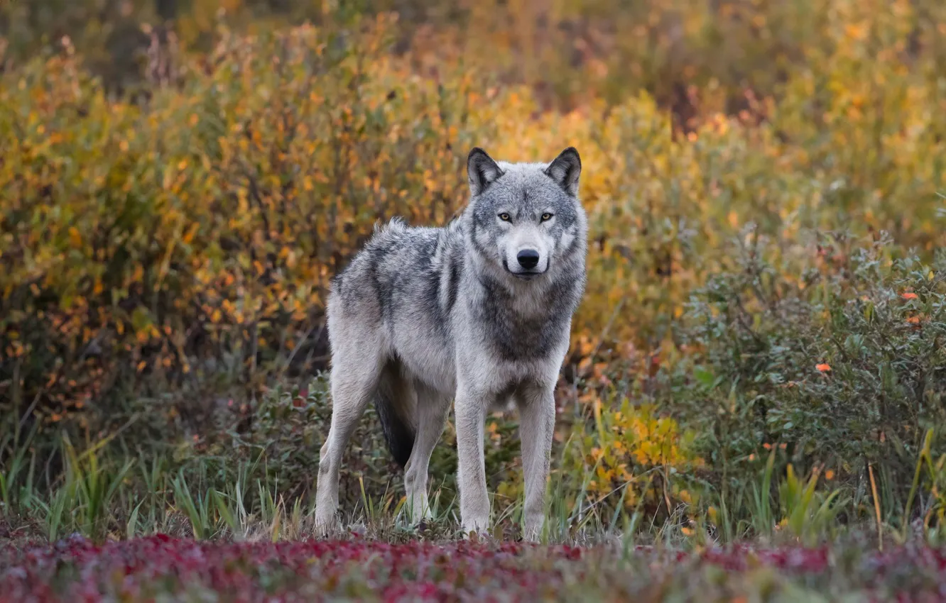 Фото обои nature, face, animal, wolf, wildlife, head, fur, mammal