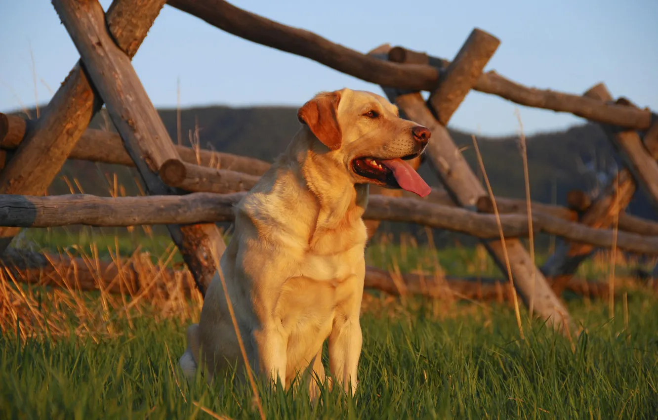 Фото обои поле, трава, взгляд, забор, собака, пес