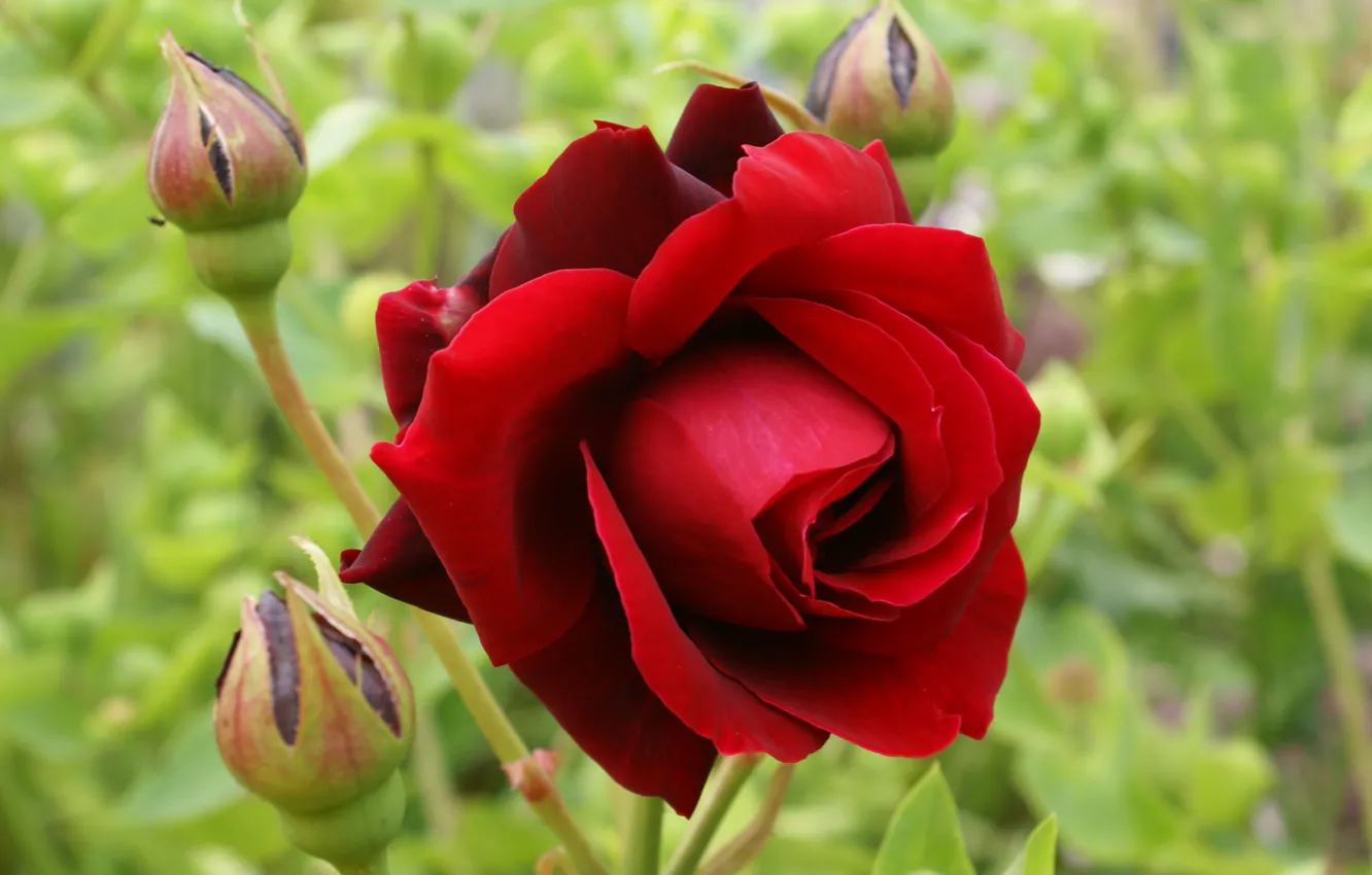 Фото обои цветок, роза, сад, красная, бутоны, боке