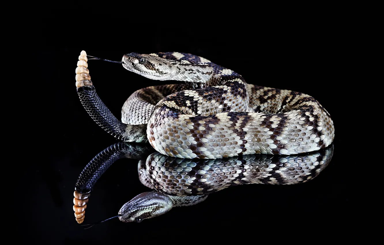 Фото обои змея, кожа, хвост