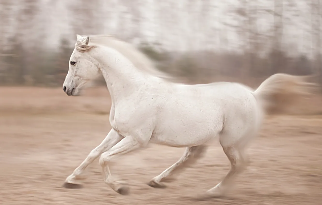 Фото обои природа, конь, бег