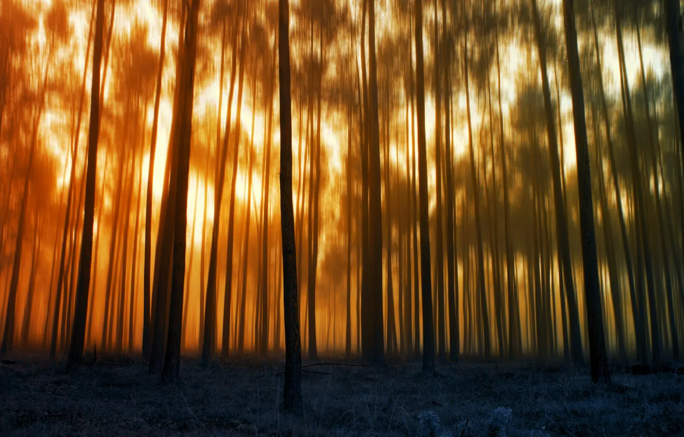 Фото обои лес, деревья, размытость