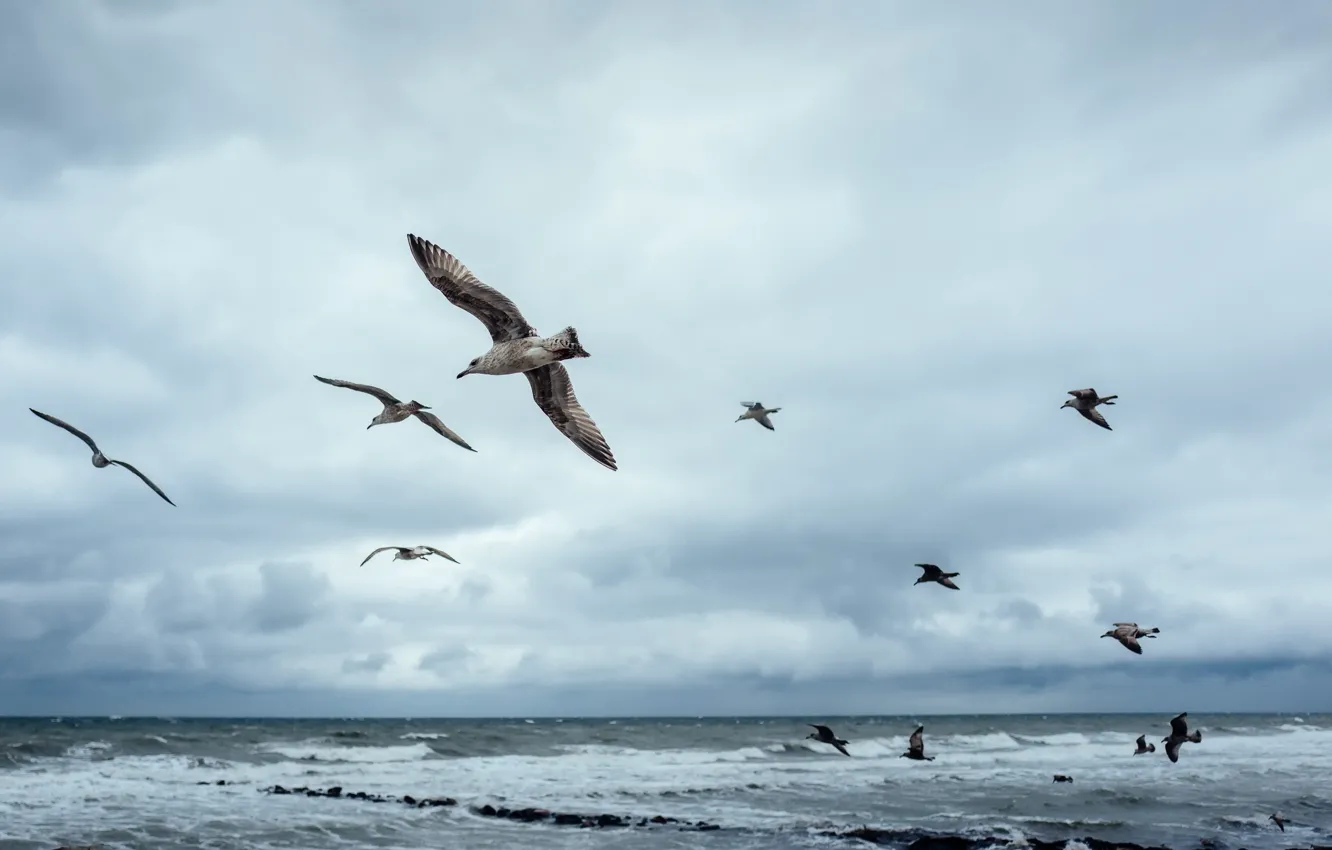 Фото обои птицы, природа, Baltic Sea