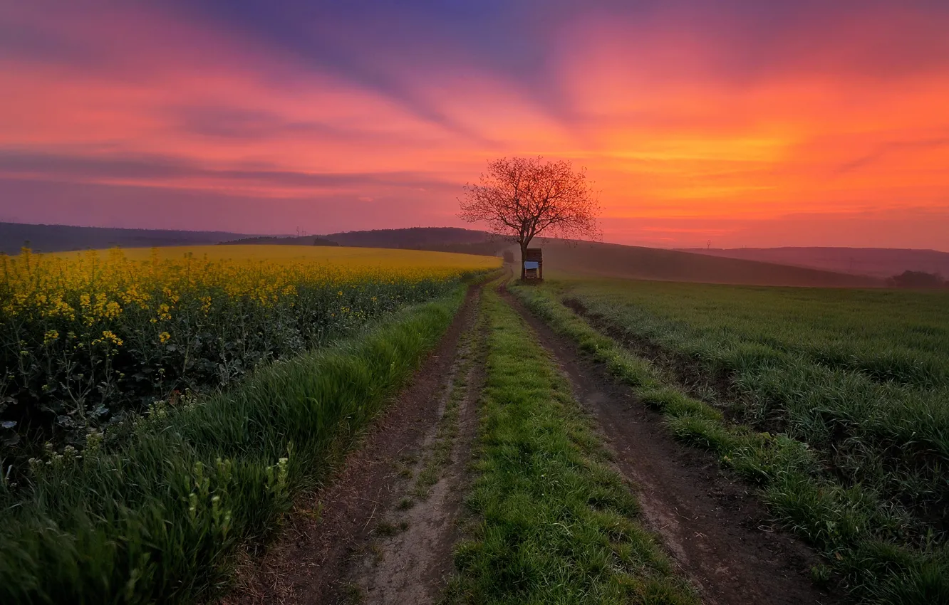 Фото обои дорога, поле, небо, деревья, закат, зарево, колея