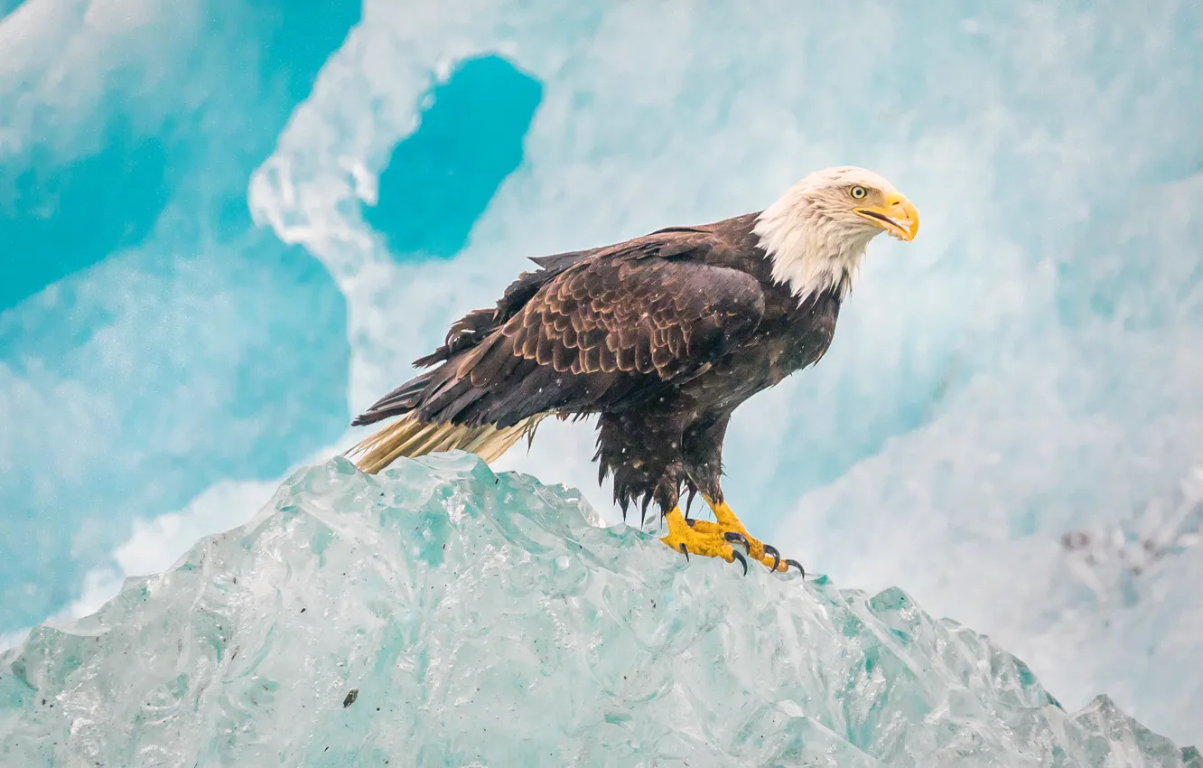 Фото обои лед, природа, птица, орел, белоголовый орлан, Glacier Bay National Park