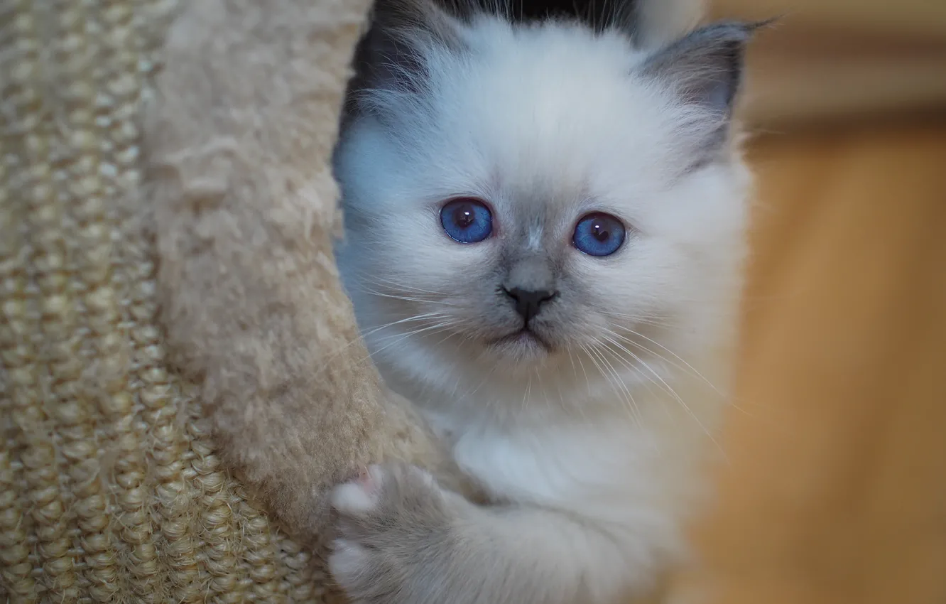 Фото обои кошка, взгляд, поза, котенок, портрет, мех, голубые глаза, мордашка