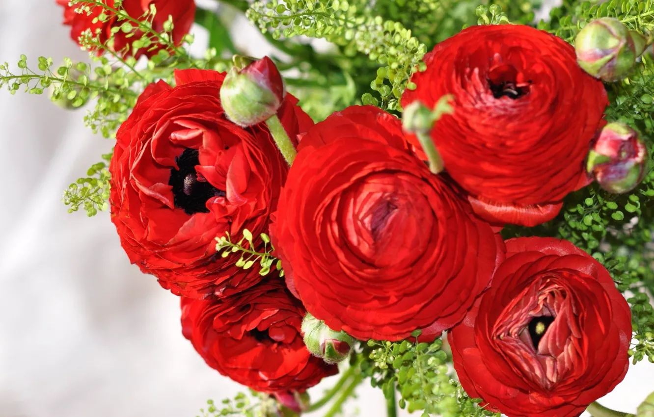Фото обои цветы, красный, букет, бутоны, ранункулюс, азиатский лютик