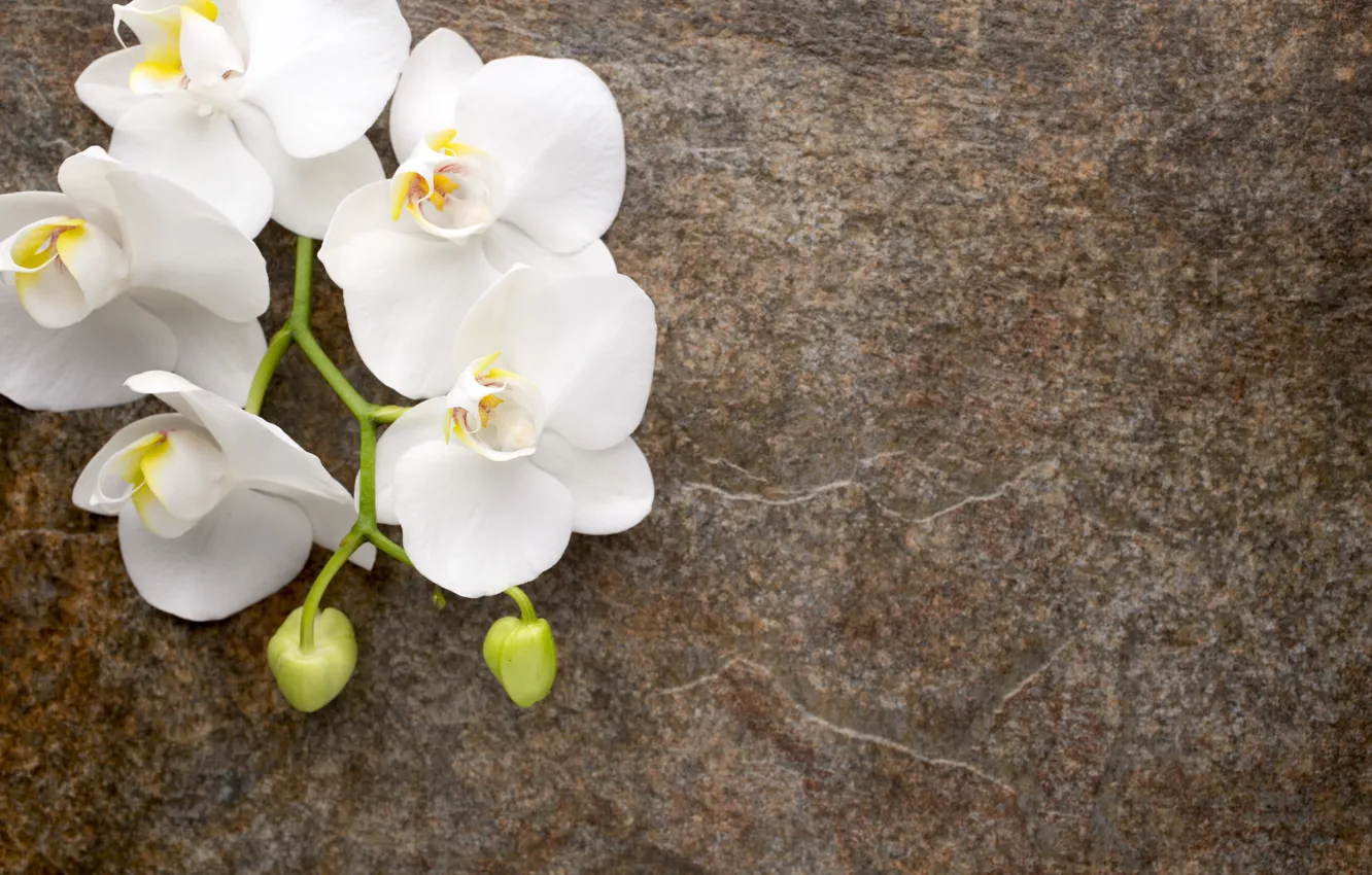 Фото обои цветы, белая, white, бутоны, орхидея, flowers, orchid