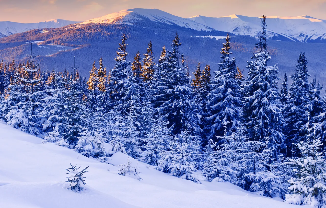 Фото обои снег, деревья, закат, горы, Зима, красота, вечер