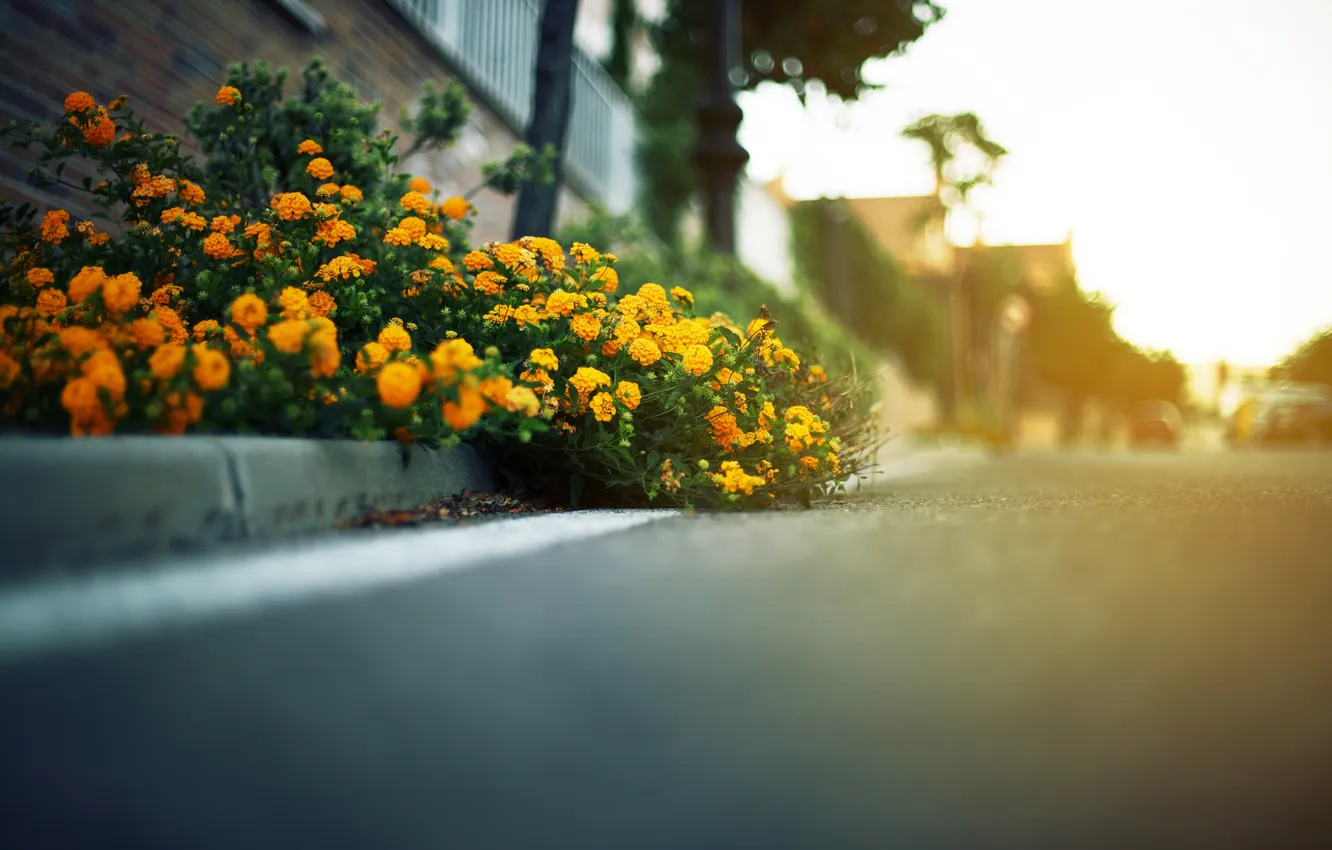 Фото обои дорога, асфальт, листья, дома, фокус, даль, цветочки, жёлтые