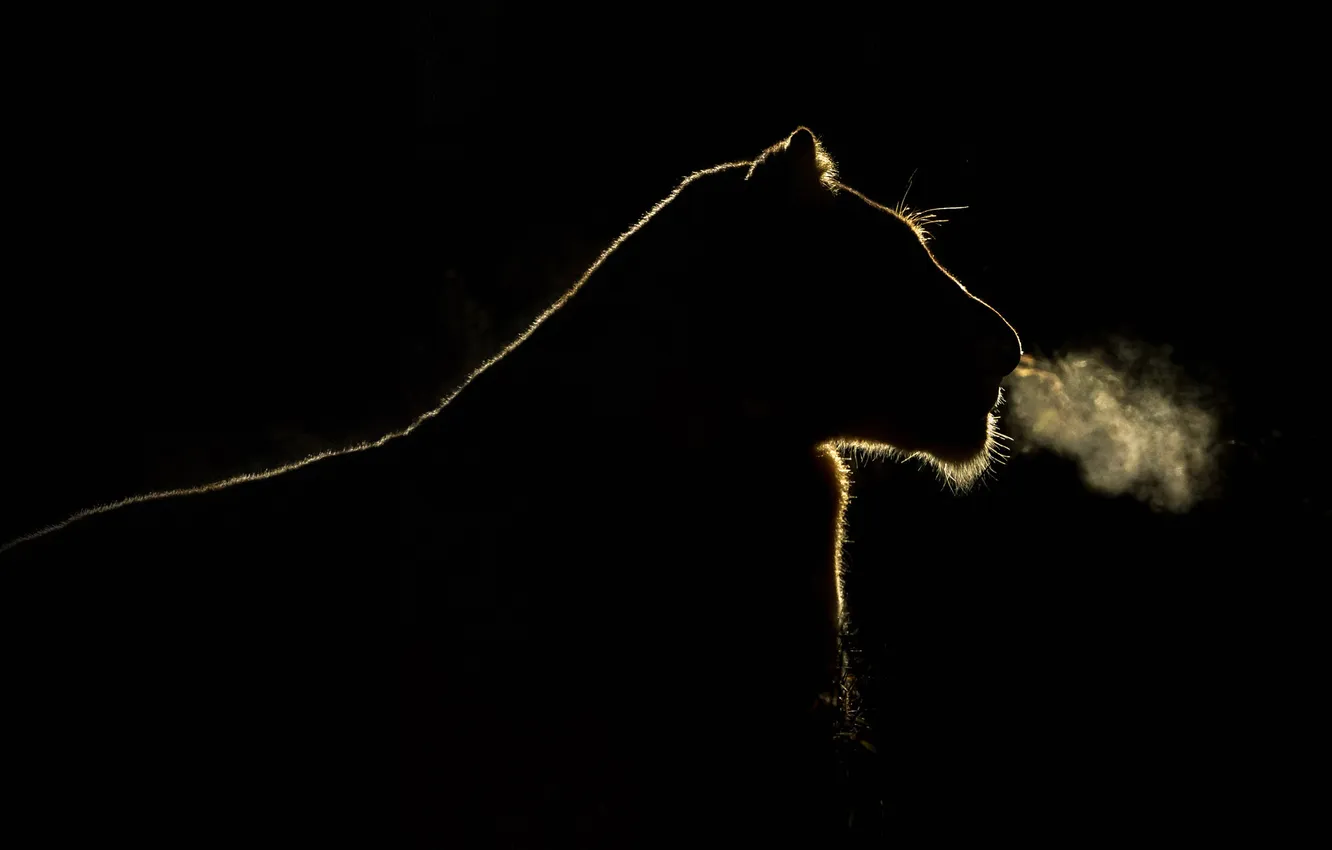 Фото обои свет, ночь, дыхание, силуэт, львица, Южная Африка, Sabi Sand Game Reserve