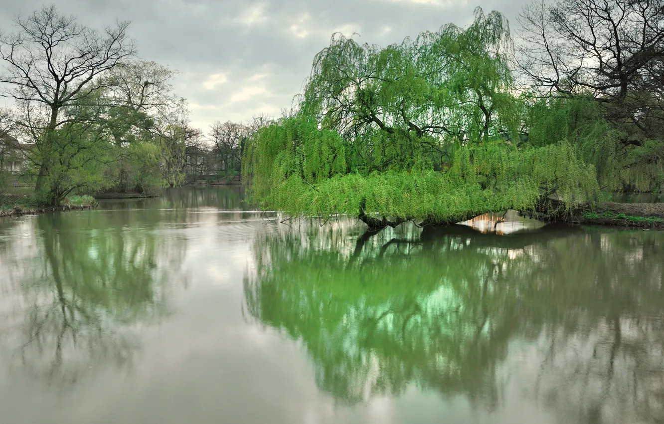 Фото обои деревья, озеро, парк, весна, Дрезден