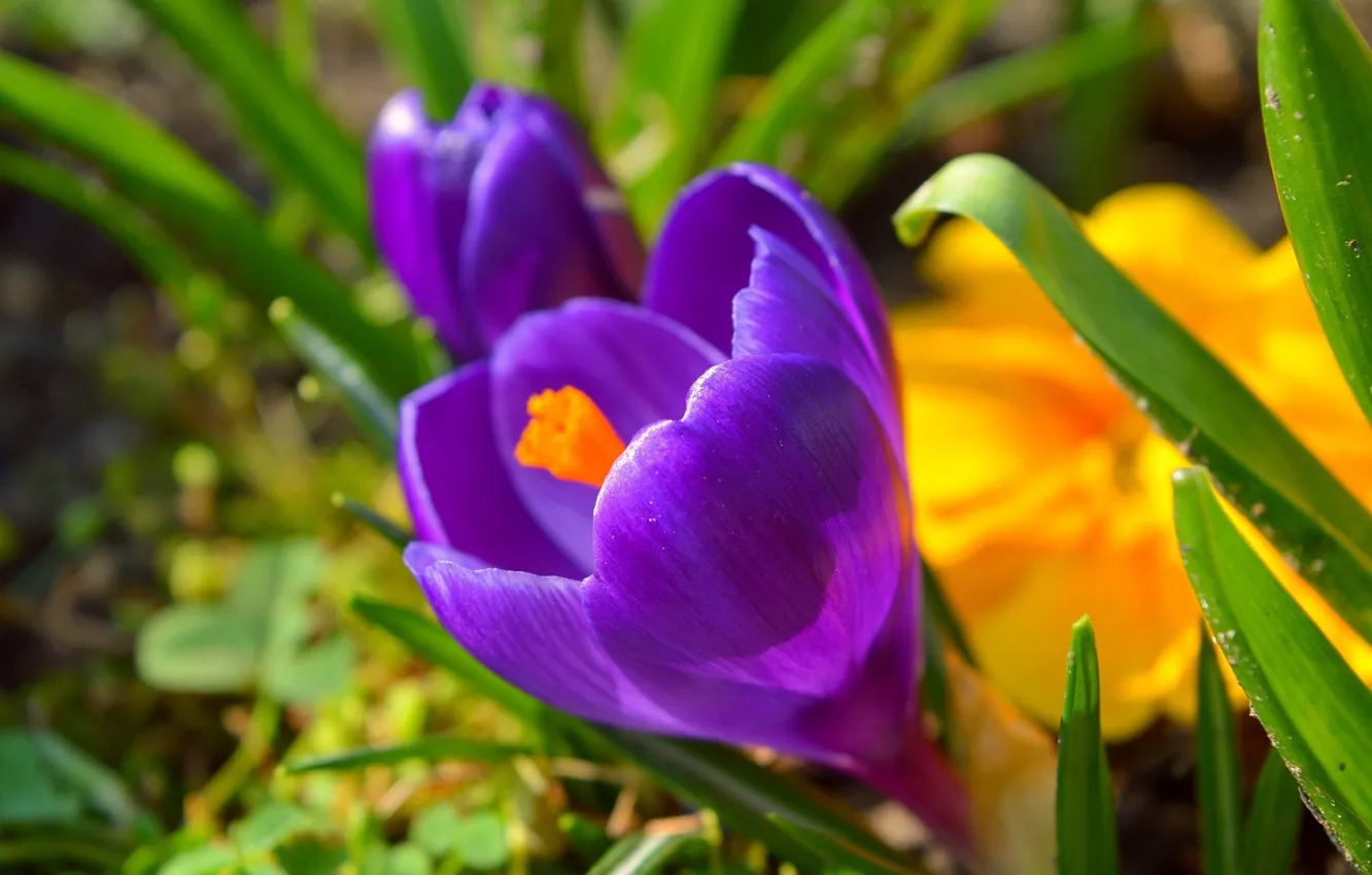 Фото обои Крокусы, Crocuses, Фиолетовые цветы, Purple flowers