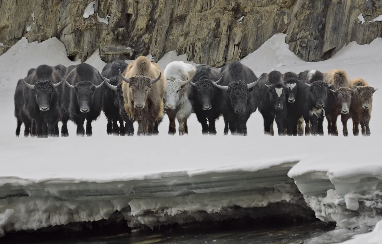 Фото обои снег, рога, буйволы