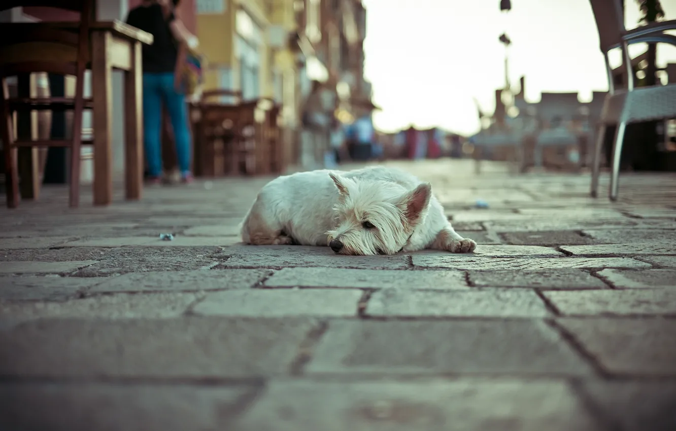 Фото обои одиночество, улица, собака